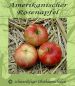 Preview: Apfelbaum, Sommerapfel "Amerikanischer Rosenapfel"