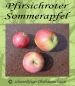Preview: Apfelbaum, Sommerapfel "Pfirsichroter Sommerapfel"