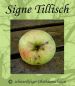 Preview: Apfelbaum, Sommerapfel "Signe Tillisch"