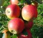 Preview: Apfelbaum, Herbstapfel 'Alkmene' (Malus 'Alkmene') - alte Apfelsorte!