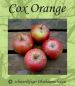 Preview: Apfelbaum, Herbstapfel 'Cox Orangenrenette' (Malus 'Cox Orange') - alte Apfelsorte!