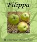 Preview: Apfelbaum, Herbstapfel 'Filippa' (Malus 'Filippa'/ 'Filippa´s Apfel') - alte Apfelsorte!