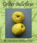 Preview: Apfelbaum, Herbstapfel 'Gelber Bellefleur' (Malus 'Gelber Bellefleur') - alte Apfelsorte!