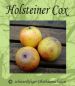 Preview: Apfelbaum, Herbstapfel 'Holsteiner Cox' (Malus 'Holsteiner Cox') - alte Apfelsorte!