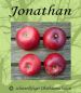 Preview: Apfelbaum, Herbstapfel 'Jonathan' (Malus 'Jonathan') - alte Apfelsorte!