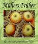 Preview: Apfelbaum, Herbstapfel 'Müllers Früher' (Malus 'Müllers Früher') - alte Apfelsorte!