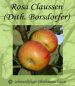 Preview: Apfelbaum, Herbstapfel 'Rosa Claussen' (Malus 'Rosa Claussen') - alte Apfelsorte!