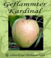 Preview: Apfelbaum, Winterapfel "Geflammter Kardinal"
