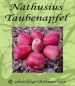 Preview: Apfelbaum, Winterapfel "Nathusius Taubenapfel"
