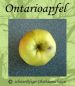 Preview: Apfelbaum, Winterapfel "Ontarioapfel"