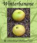 Preview: Apfelbaum, Winterapfel "Winterbanane"