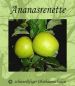 Preview: Zwergapfelbaum "Ananasrenette" - Herbstapfel, Zwergobst-schwachwüchsig!