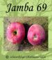 Preview: Zwergapfelbaum "Jamba 69" - Sommerapfel, Zwergobst-schwachwüchsig!