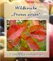 10 Stk. Wildkirsche 