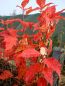 10 Stk. Wildkirsche 