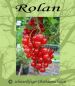 Rote Johannisbeere 