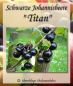 Johannisbeere ´Titan´ - Johannisbeersorte in Stammform