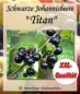 Johannisbeere ´Titan´ - Johannisbeersorte in XXL-Stammform