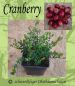 1 Stk. Cranberry/Moosbeere!