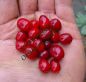 1 Stk. Cranberry/Moosbeere!