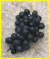 Tafeltraube-Weinrebe, blau, pilzfest, 