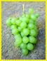 Tafeltraube-Weinrebe, wei�, pilzfest, 