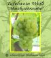 Tafeltraube-Weinrebe, pilzfest, 