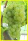 Tafeltraube-Weinrebe, pilzfest, 