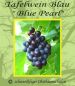 Tafeltraube-Weinrebe, blau, pilzfest, 