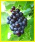 Tafeltraube-Weinrebe, blau, pilzfest, 