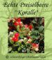 1 Stk. Echte Preiselbeere 