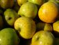 Preview: Apfelbaum, Herbstapfel 'Ananasrenette' (Malus 'Ananasrenette') - alte Apfelsorte!