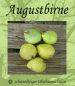 Preview: Birnenbaum, Sommerbirne "Augustbirne"