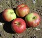 Preview: Apfelbaum, Herbstapfel 'Baumanns Renette' (Malus 'Baumanns Renette') - alte Apfelsorte!