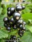 Schwarze Johannisbeere 