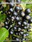 Schwarze Johannisbeere 