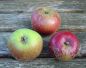 Preview: Apfelbaum, Herbstapfel 'Biesterfelder Renette' (Malus 'Biesterfelder Renette') - alte Apfelsorte!