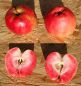 Preview: Apfelbaum, Herbstapfel 'Blutapfel' (Malus 'Blutapfel')