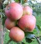 Preview: Apfelbaum, Herbstapfel 'Cox Orangenrenette' (Malus 'Cox Orange') - alte Apfelsorte!