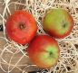 Preview: Artikelname Apfelbaum, Herbstapfel 'Danziger Kantapfel' (Malus 'Danziger Kantapfel') - alte Apfelsorte!