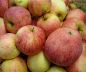 Preview: Artikelname Apfelbaum, Herbstapfel 'Dithmarscher Paradiesapfel' (Malus 'Dithmarscher Paradies') - alte Apfelsorte!