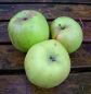Preview: Artikelname Apfelbaum, Herbstapfel 'Doppelprinz' (Malus 'Doppelprinz') - alte Apfelsorte!