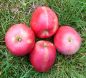 Preview: Apfelbaum, Herbstapfel 'Feuerroter Taubenapfel' (Malus 'Feuerroter Taubenapfel') - alte Apfelsorte!