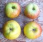 Preview: Apfelbaum, Herbstapfel 'Früher Rambur' (Malus 'Früher Rambur') - alte Apfelsorte!