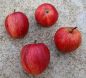 Preview: Apfelbaum, Herbstapfel 'Gestreifter Cousinot' (Malus 'Gestreifter Cousinot') - alte Apfelsorte!