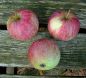 Preview: Apfelbaum, Herbstapfel 'Gestreifter Cousinot' (Malus 'Gestreifter Cousinot') - alte Apfelsorte!