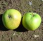 Preview: Apfelbaum, Herbstapfel 'Grahams Jubiläum' (Malus 'Grahams Jubiläumsapfel') - alte Apfelsorte!