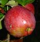 Preview: Apfelbaum, Herbstapfel `Hans Friedrich Apfel´ (Malus `Hans Friedrich Apfel´) - alte Apfelsorte!