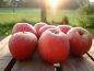Preview: Apfelbaum, Herbstapfel 'Roter Holsteiner Cox' (Malus 'Roter Holsteiner Cox') - alte Apfelsorte!