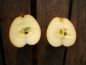 Preview: Apfelbaum, Herbstapfel 'Roter Holsteiner Cox' (Malus 'Roter Holsteiner Cox') - alte Apfelsorte!